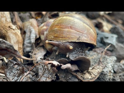 Giant African Snail eyes