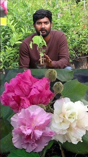 🌺 Patthi Mandharam Plants in Telugu | Rare Hibiscus Variety 🌿 | Beautiful Flower Plant 🌸