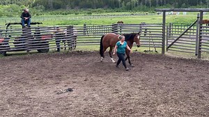 Take a look at how you can train liberty in a round pen. Jonathan coaches student Liz with her gelding, Buggsy. Check out all those liberty skills! This video snip is from the full length weekly releast into the Membership of Open Field. 🐴 Be Better With Horses! 🐴 Transform your horsemanship by joining Open Field, the premiere membership for equine enthusiasts of all levels with any horse. www.learn.jonathanfieldhorsemanship.com #inspiredbyhorses #horsemanship #openfield #jonathanfieldhorseman