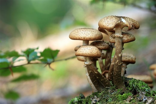 This band's drummer is a bunch of mushrooms. He's a fungi (sorry) | Alan Cross