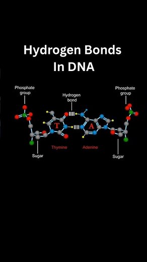 Hydrogen Bonds In DNA #biology #scienceexplained #science