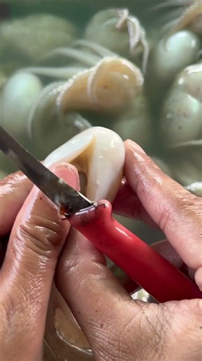 Octopus teeth #food #seafood #octopus #fishing #satisfying #fish