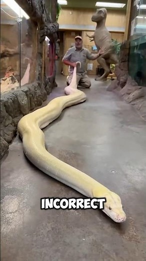 🐍 pythons eat ordinary food, #viral