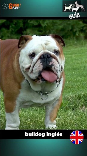 "El resistente y valiente Bull Dog: una mirada a su verdadero carácter y fuerza"#bulldogingles