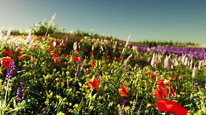 A vibrant field of flowers under a clear blue sky