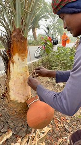 In winter, 1 hand of palm sap is being collected from the palm tree #villagelife #hardwork #WinterJuice | Gramer News