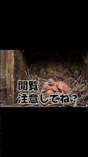#ムクドリ#ヒヨドリ#野鳥#フン害#トリサシダニ#ダニ駆除 #害獣駆除#ムクドリ対策#ムクドリ雨戸#戸袋#被害#ショート#ショート動画#害虫駆除#駆除業者