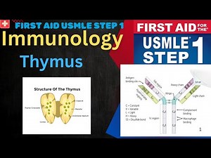 Thymus: Structure, Function & Development | Immunology | USMLE Step 1
