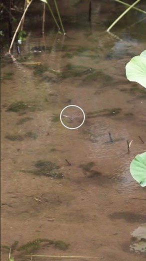 ‘Absolutely insane.’ Dragonfly’s extreme loop-the-loops are unparalleled in nature