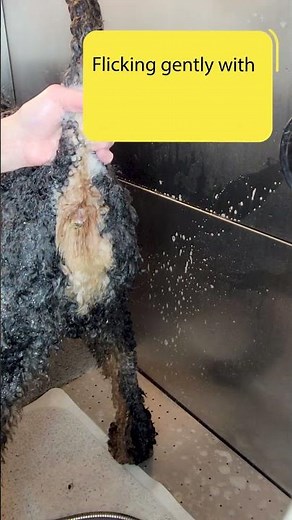 Extra Poopy Butt - Cleaning fecal matter around a dog's anus - Cleanup on Aisle 0! Gina's Grooming