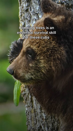 For these cubs, climbing to great heights in the trees isn't just fun and games... 🐻 | National Geographic Animals