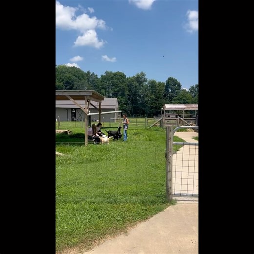 Today, Tuesday 6/24/25 We had Noahs Ark from Cookeville visit and do a FULL farm tour (didn’t have a chance to capture that) And these beautiful ladies were enjoying their time with the goats in the dwarf habitat. Arianna is grooming all 90 Milker‘s udders~ Wow! And sold three goats, 2 nubians and an Alpine to a man that drove 3 hours to purchase them~ 😍 | Harmony Lane Farms Goat Milk Soap & Jolly Kakes Bakery