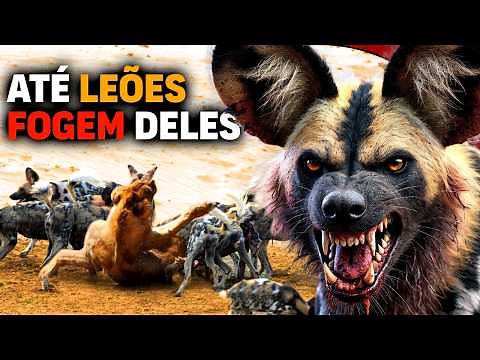 THE INCREDIBLE strategy of Africa's MOST SUCCESSFUL HUNTER | Lions run away from them (Documentary)