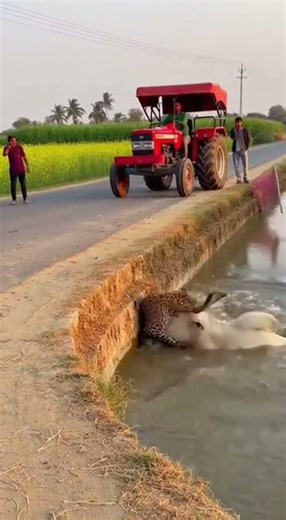 Leopard Attacks Cow on Road, What Happens Next Is Shocking! #wildlife #cowin danger#animalattack