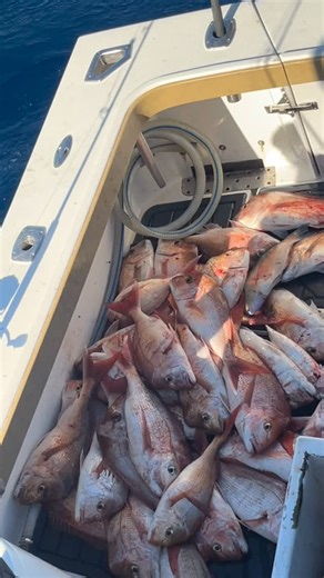 Just some of the catches from 2025 .Happy New Years See you in 2026 . Cheers | Sea probe Fishing