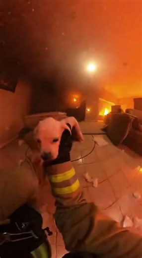 Firefighter POV Bodycam GoPro #bodycam #fire #firefighter #dog #rescue