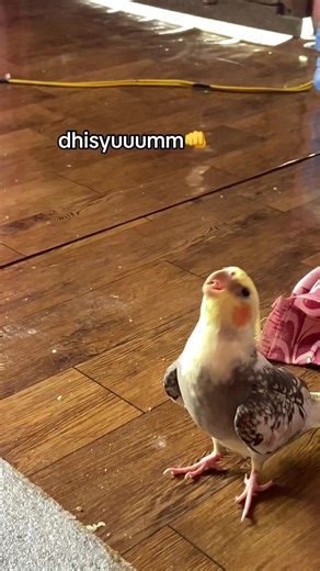 Cockatiel Birds: The Joy of Chattering Beaks