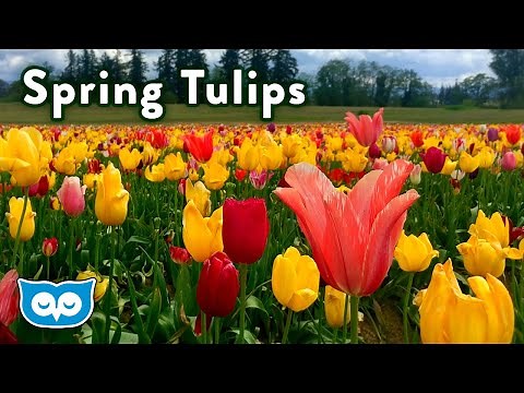 Spring ASMR Ambience - Relaxing Tulip Field with Calming Bird Sounds