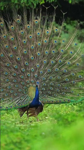 Wonderful sounds of nature birds | Peacock sound & Dance
