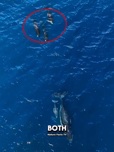 Orca Attack on Humpback Whale Caught on Camera