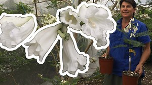 White Jacaranda Trees are easily our most popular flowering tree. We go to extreme lengths to get our "Mother Tree" to produce more trees for you all. They look amazing even like snow in full flower. We also give some important tips you must do to succeed growing one of these in your backyard. | Daleys Fruit Tree Nursery