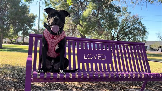 Reflecting on Our Year: Arizona Dog Community Updates