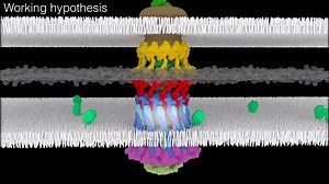 How does bacteria move around? | World Genetics