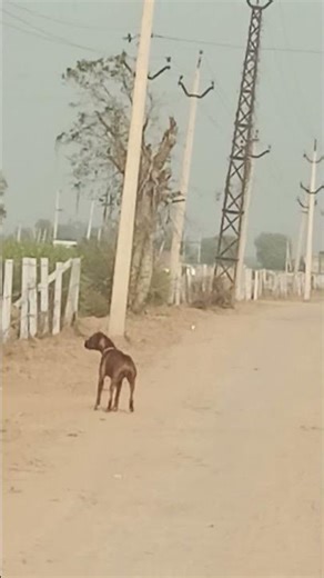 Boxer adult female 8696846176#pets#dog#puppy#short#viral#vedio#reel#shortvideo#viralvideo#reels