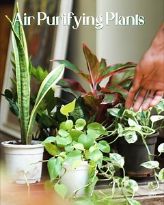 With the season of Diwali comes lots of pollution. What better than Natural Air purifiers? Order yours NOW! . . . . #mybageecha #growwithmybageecha #airpurifyingplants #indoorplants #monstera #houseplantclub #plantstagram #cactus #plantlife #sansevieria #indoorgardening #urbanjungle #calathea #monsteradeliciosa #houseplantjournal #bonsai #alocasia #succulents #bedroomdecor #monsteramonday #plantgang #plantnerd #bohochic #leaf #plantparenthood #plantgoals #plantcollection #homedecor #interiordesi