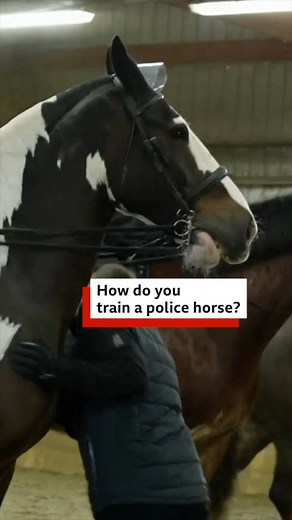 Behind the scenes training London's newest police horses and their riders 🐴 #london #horses #animals #policehorse #cityoflondon #workinganimals | BBC London