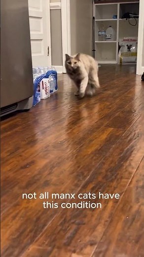 Manx Syndrome: The Hidden Struggle of Tailless Cats!