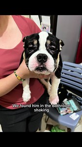 Dog First Aid: Treating Centipede Bites and Swollen Face