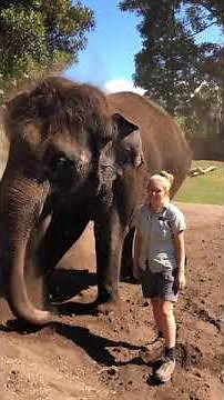 Why I love Auckland Zoo - Elephant keeper Jade