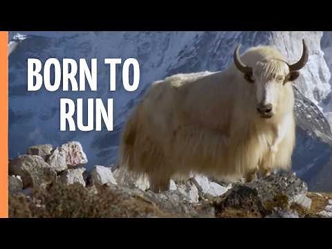 Born to Run: The Incredible World of Hoofed Animals | Full Documentary