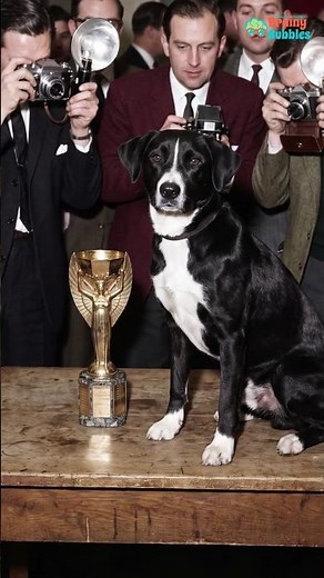 Meet Pickles The Hero Dog Who Saved the 1966 World Cup 🏆🐶 #worldcup