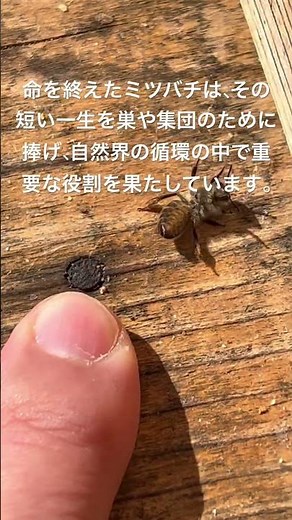 命を終えたミツバチは、その短い一生を巣や集団のために捧げ、自然界の循環の中で重要な役割を果たしています。 #ニホンミツバチ #日本蜜蜂 #日本ミツバチ #はちみつ #honeybeesting