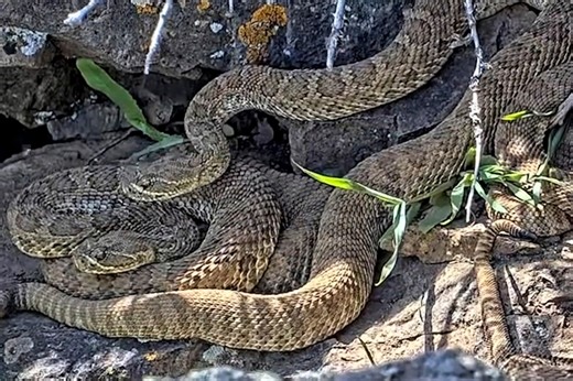 Springtime is snake time in the Centennial State