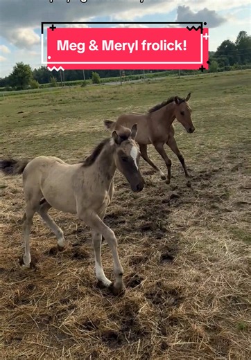 Adorable Baby Horses Frolicking and Playing Together