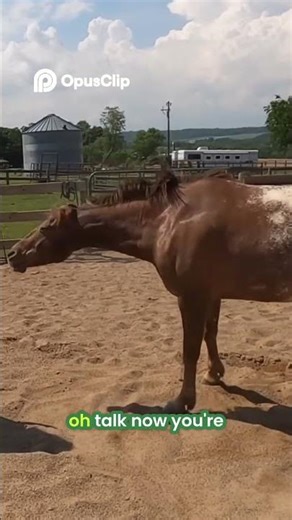 Amazing Horse Tricks - Watch Our Horse Roll Over!