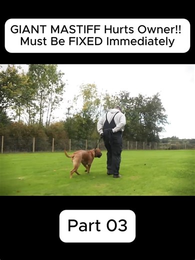 Effective Dog Training Techniques for Better Behavior
