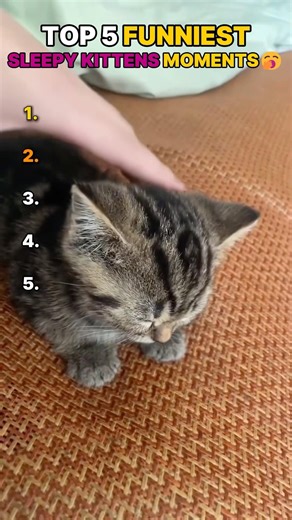 Ranking Funniest Sleepy Kittens Moments😴 #sleepy #kitten #cute #viral
