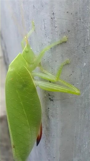 colorful insects in earth #nature #insects