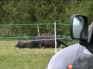 PARELLI!..EXTREME RIGHT BRAIN EXTROVERT TRAILER LOAD DEMO!!!