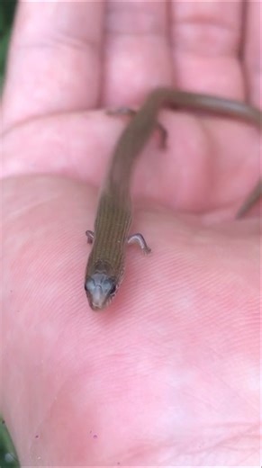 POV: The Secret Life of Skinks in the Garden