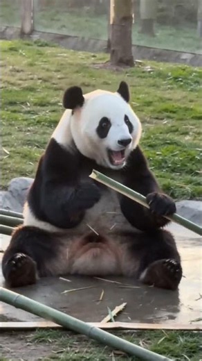 He Fell… Panda Didn’t Let It Go 😭🐼