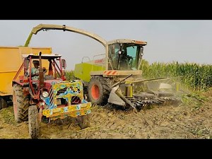 Silage Making Process | How to Make High-Quality Silage for Cattle Feed”