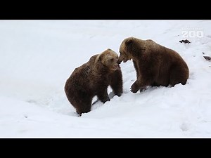 Bears woke up from hibernation in Korkeasaari Zoo