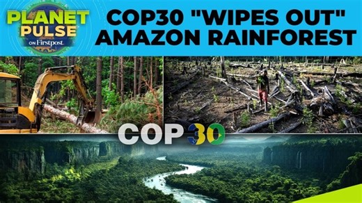 #PlanetPulse: In a striking contradiction, tens of thousands of acres of protected Amazon rainforest are being cleared to build a four-lane highway for COP30, the global climate summit set to take place in Belém, Brazil this November. The Avenida Liberdade highway, touted as a "sustainable mobility project," has displaced local communities, destroyed wildlife habitats, and fragmented the ecosystem—all in the name of hosting a conference meant to protect the environment. While officials claim the