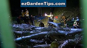 Hoe een eucalyptusboom te identificeren 🌱 Tips Tuinders - Nl.ezGardenTips.com