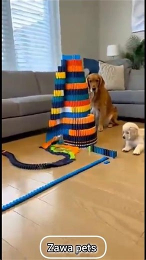 Only Pets Lovers Will Understand This 🐶❤️#pets#cats #dog